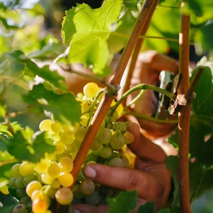 Tra Storia e Futuro: Degustazione Vini e Light Lunch/Dinner sulle Colline del Garda 1